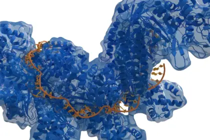CRISPR-Cas zülal kompleksinin RNT ilə birləşməsinin illüstrasiyası