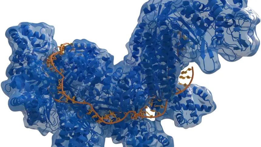 CRISPR-Cas zülal kompleksinin RNT ilə birləşməsinin illüstrasiyası